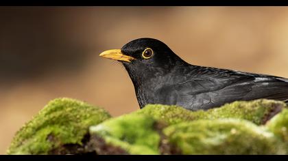 Common Blackbird