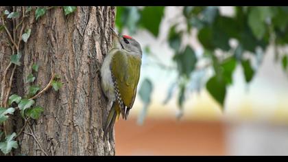 Küçük yeşil ağaçkakan
