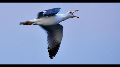 Van gölü martısı