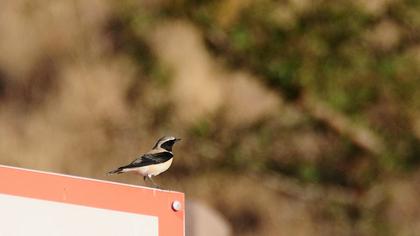 Karakulaklı kuyrukkakan