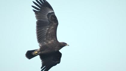 Büyük orman kartalı