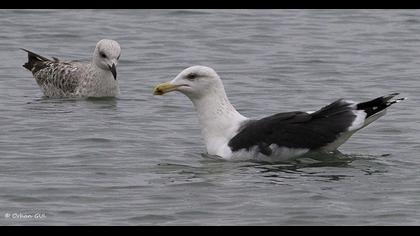 Büyük karasırtlı martı