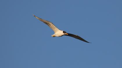 Büyük karabaş martı