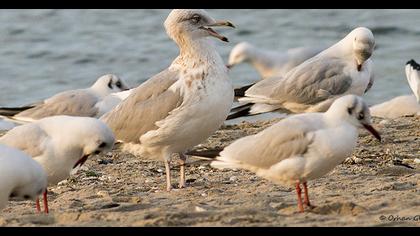 Kuzey gümüş martı