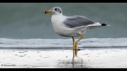 Büyük karabaş martı