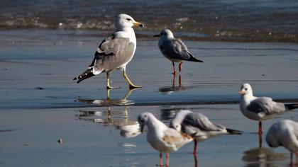 Van gölü martısı