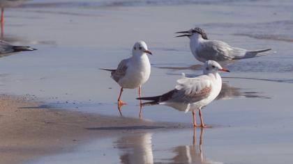 Sandwich Tern