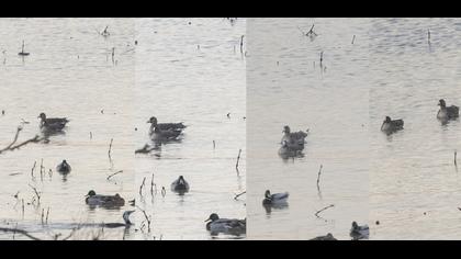 Lesser White-fronted Goose