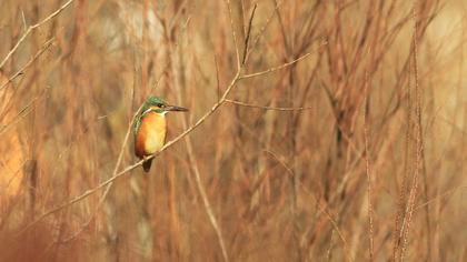 Common Kingfisher