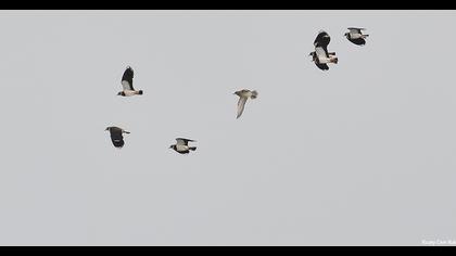 European Golden Plover
