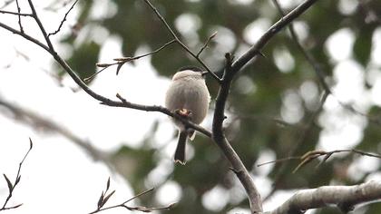 Kayın baştankarası