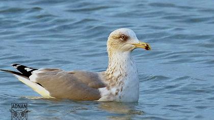 Kuzey gümüş martı