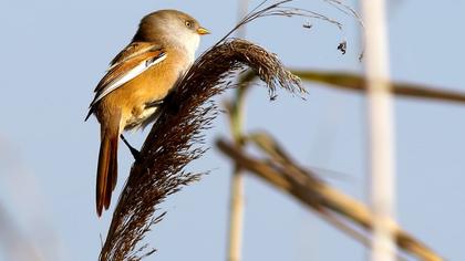 Bıyıklı baştankara