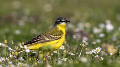 Sarı kuyruksallayan