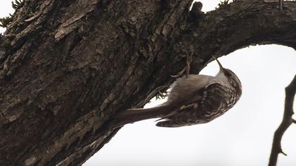Bahçe tırmaşıkkuşu