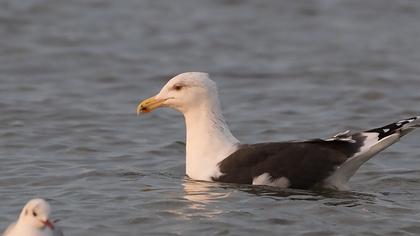 Büyük karasırtlı martı