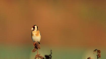 European Goldfinch