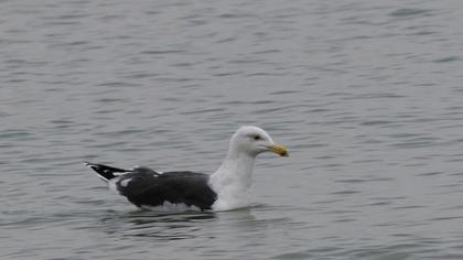 Büyük karasırtlı martı