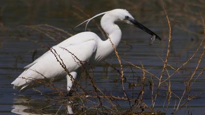 Küçük ak balıkçıl