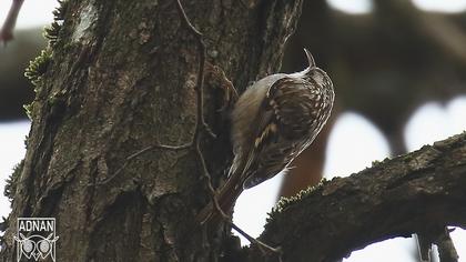 Bahçe tırmaşıkkuşu