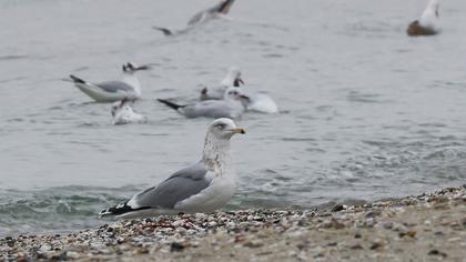 Kuzey gümüş martı