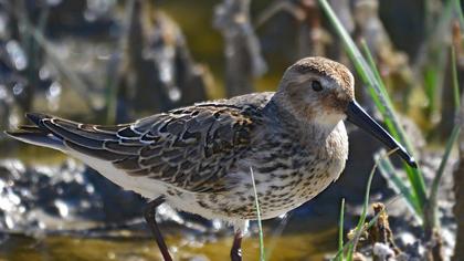 Karakarınlı kumkuşu