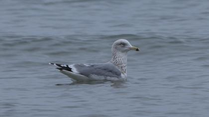 Kuzey gümüş martı