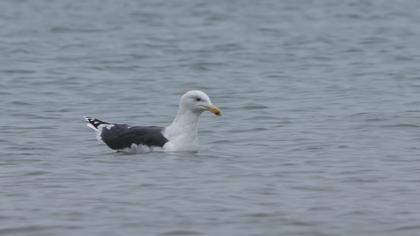 Büyük karasırtlı martı