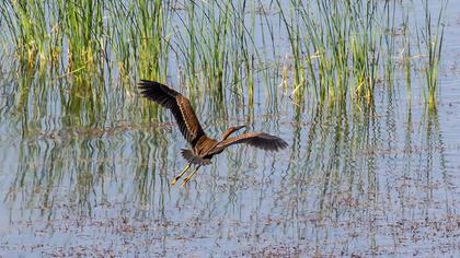 Erguvani balıkçıl