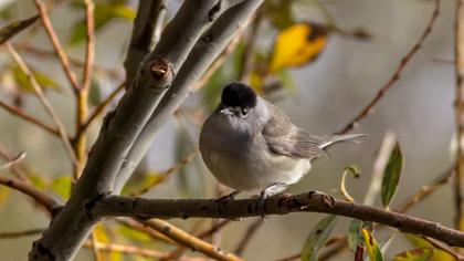 Karabaşlı ötleğen