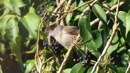 Karabaşlı ötleğen