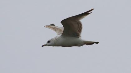 Küçük gümüş martı