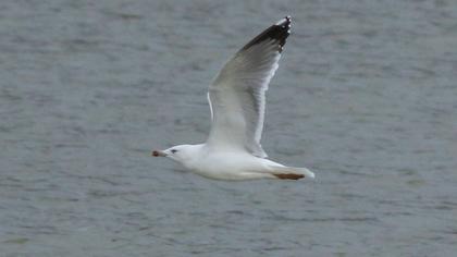 Van gölü martısı