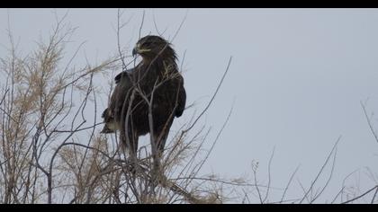 Büyük orman kartalı