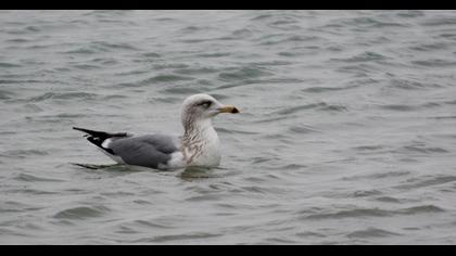 Kuzey gümüş martı