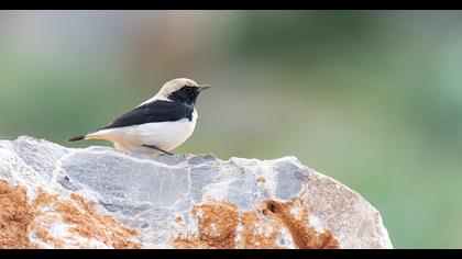 Aksırtlı kuyrukkakan