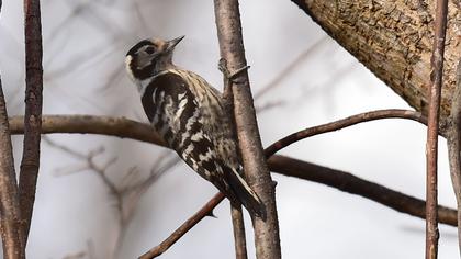 Küçük ağaçkakan