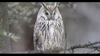 Kulaklı orman baykuşu