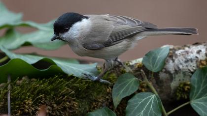 Kayın baştankarası