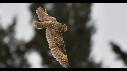 Kulaklı orman baykuşu