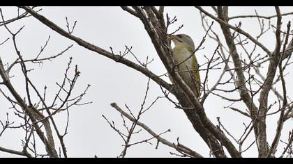 Küçük yeşil ağaçkakan