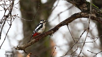 Orman alaca ağaçkakanı