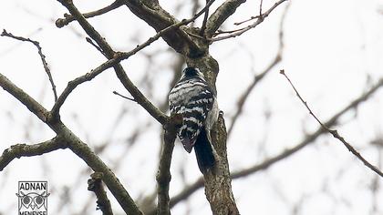 Küçük ağaçkakan