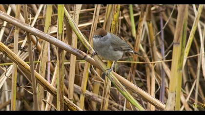 Eurasian Blackcap