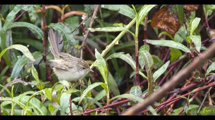 Delicate prinia