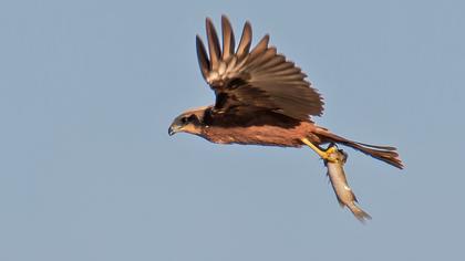 Western Marsh Harrier