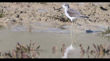 Bataklık düdükçünü
