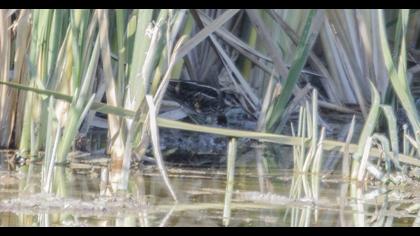 Küçük suçulluğu