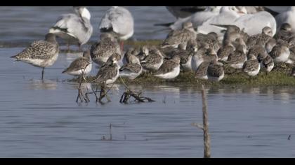 Karakarınlı kumkuşu