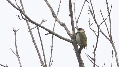 European Green Woodpecker